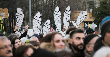 sardine