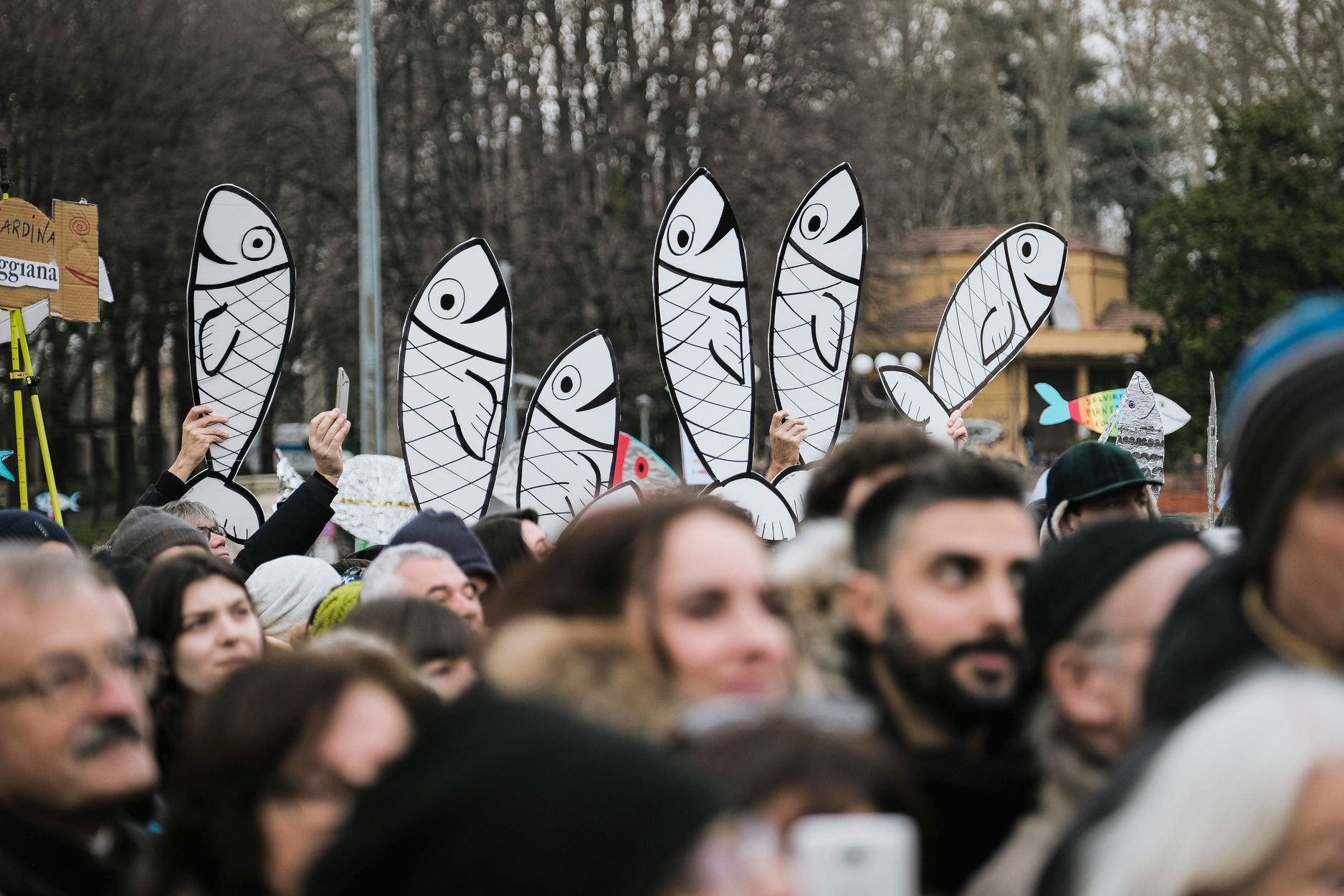 sardine