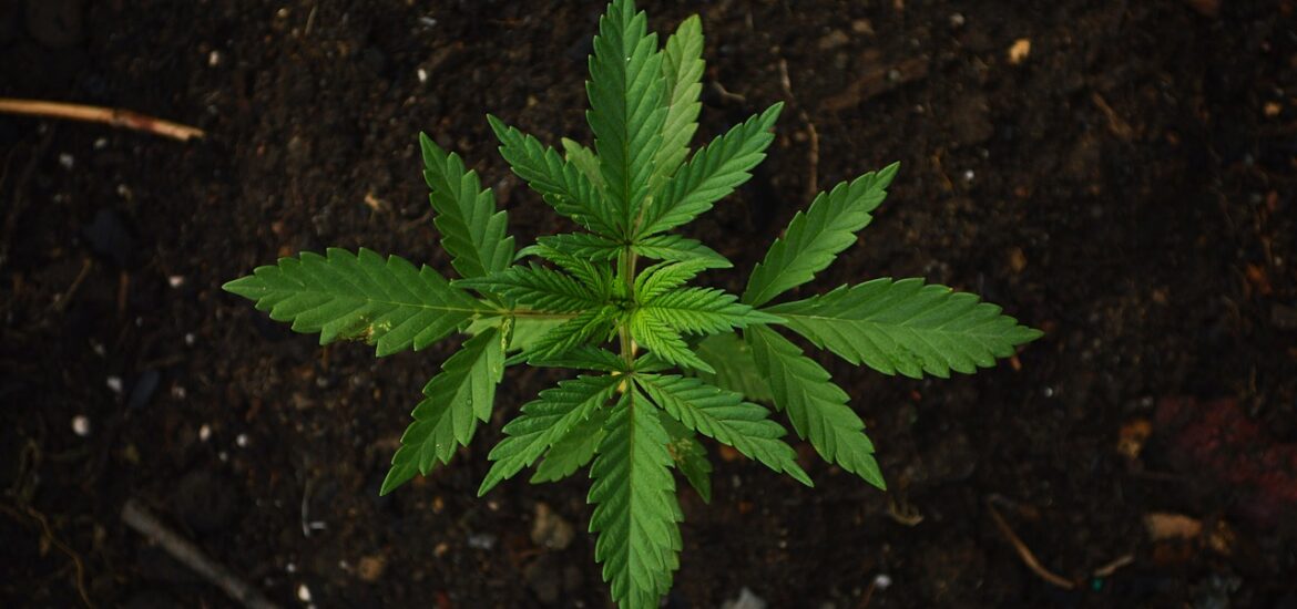 cannabis