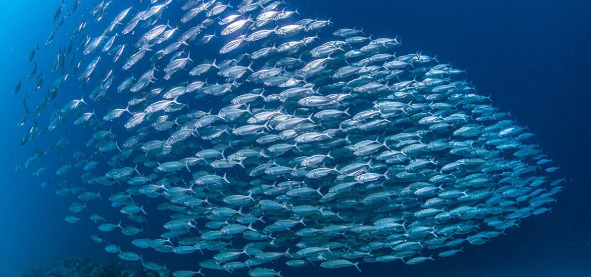 pesca Mediterraneo