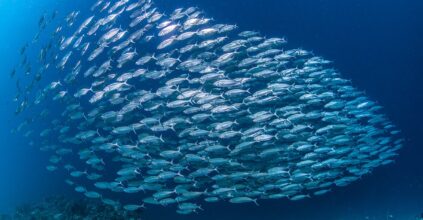 pesca Mediterraneo