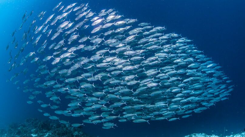 Pesca Mediterraneo