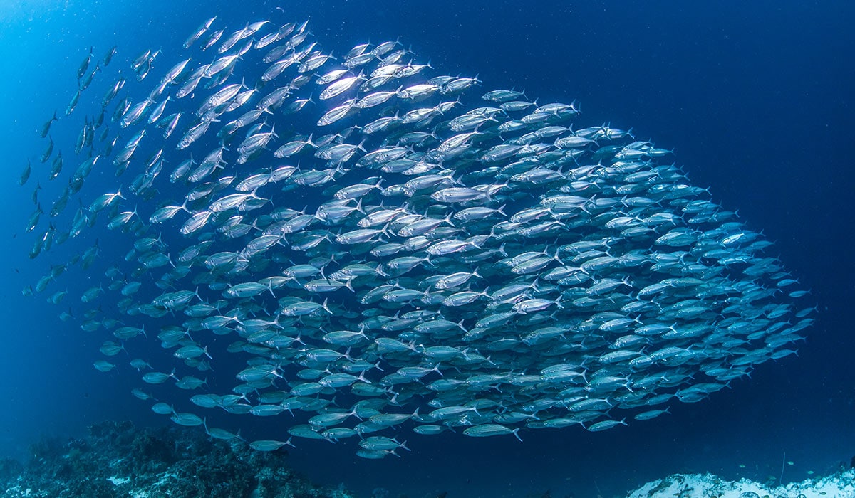 pesca Mediterraneo