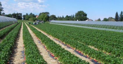 Rapporto BPER 2025: agroalimentare settore trainante in Italia