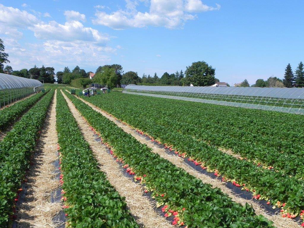 Rapporto BPER 2025: agroalimentare settore trainante in Italia