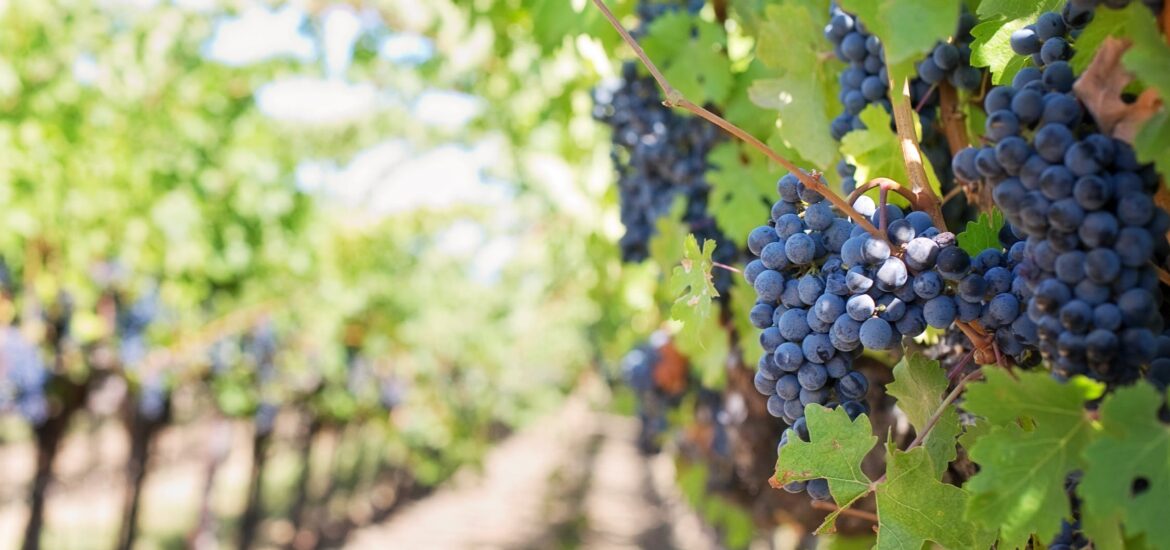 vino