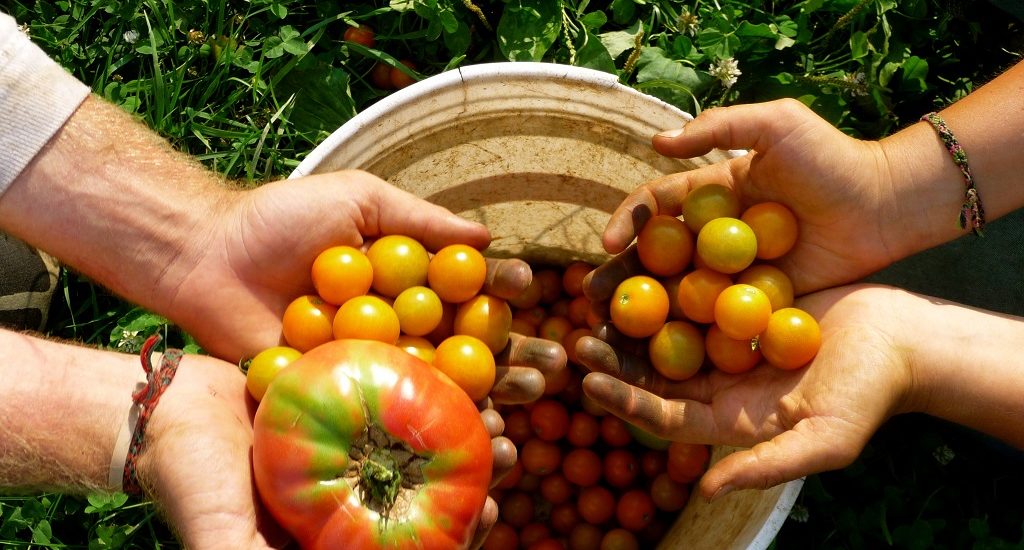 Mise Liuzzi agricoltura