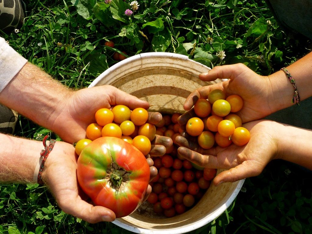 Agricoltura, Agea Accelera I Pagamenti