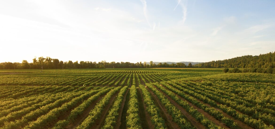 aziende agricole