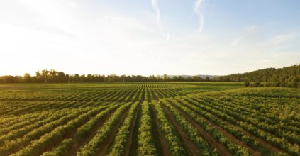 aziende agricole