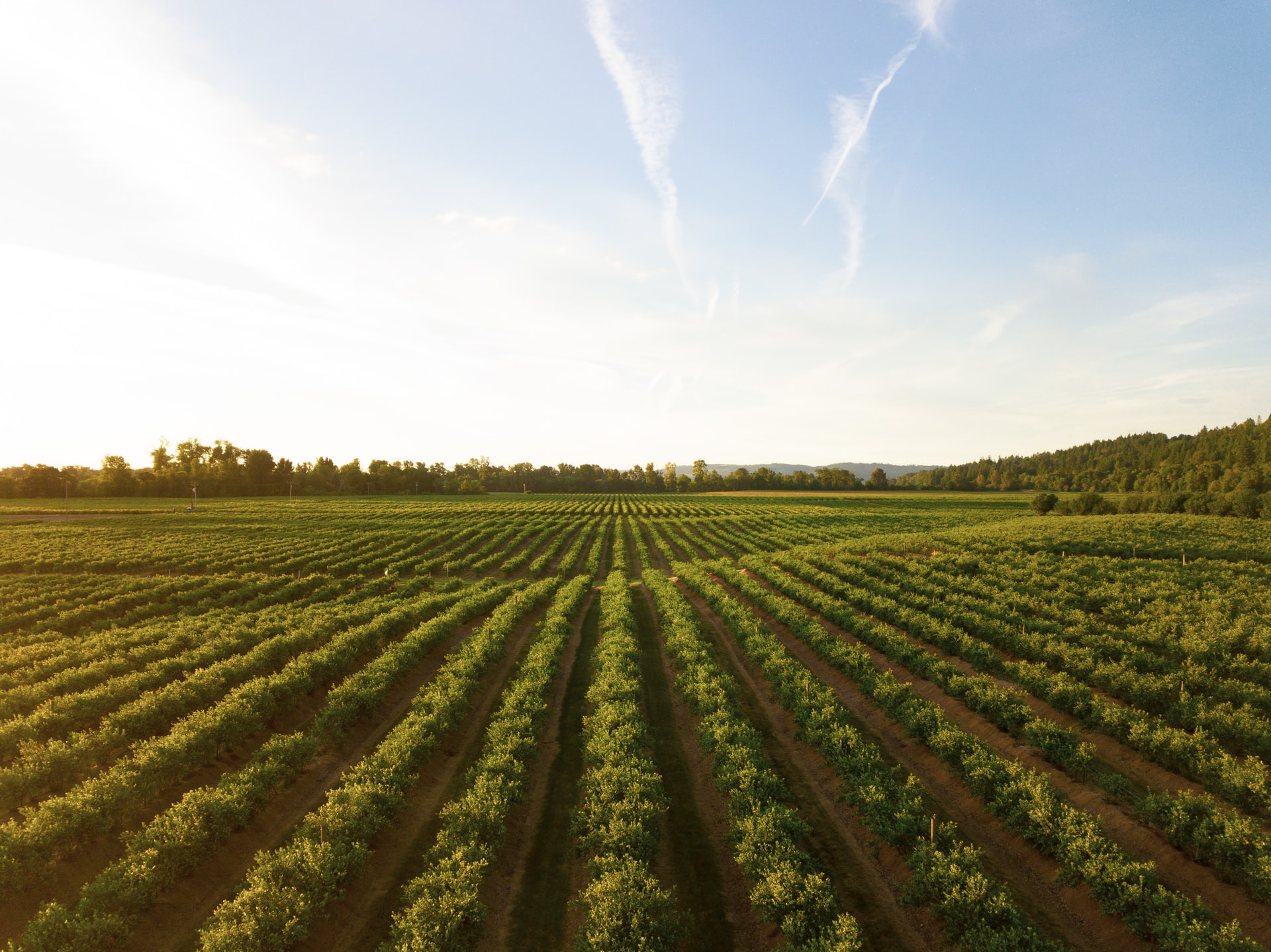 aziende agricole