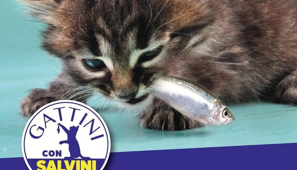 gattini