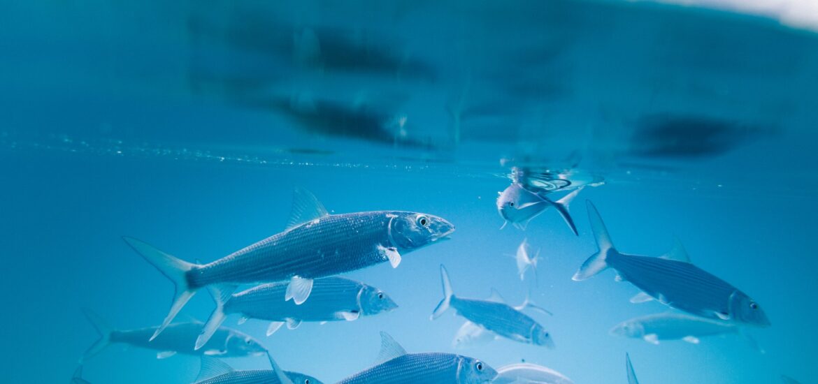 guerra pesce