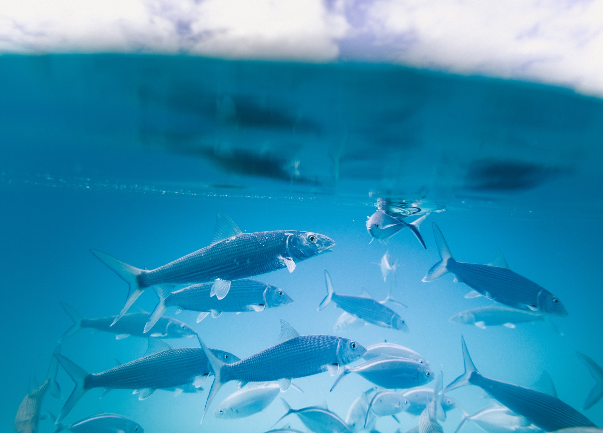 guerra pesce