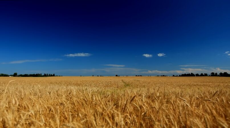 Materie Prime Russia Ucraina Grano