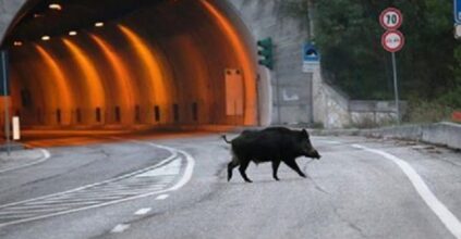 animalisti protestano