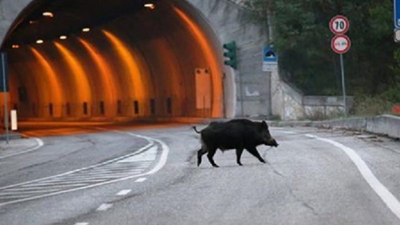 animalisti protestano
